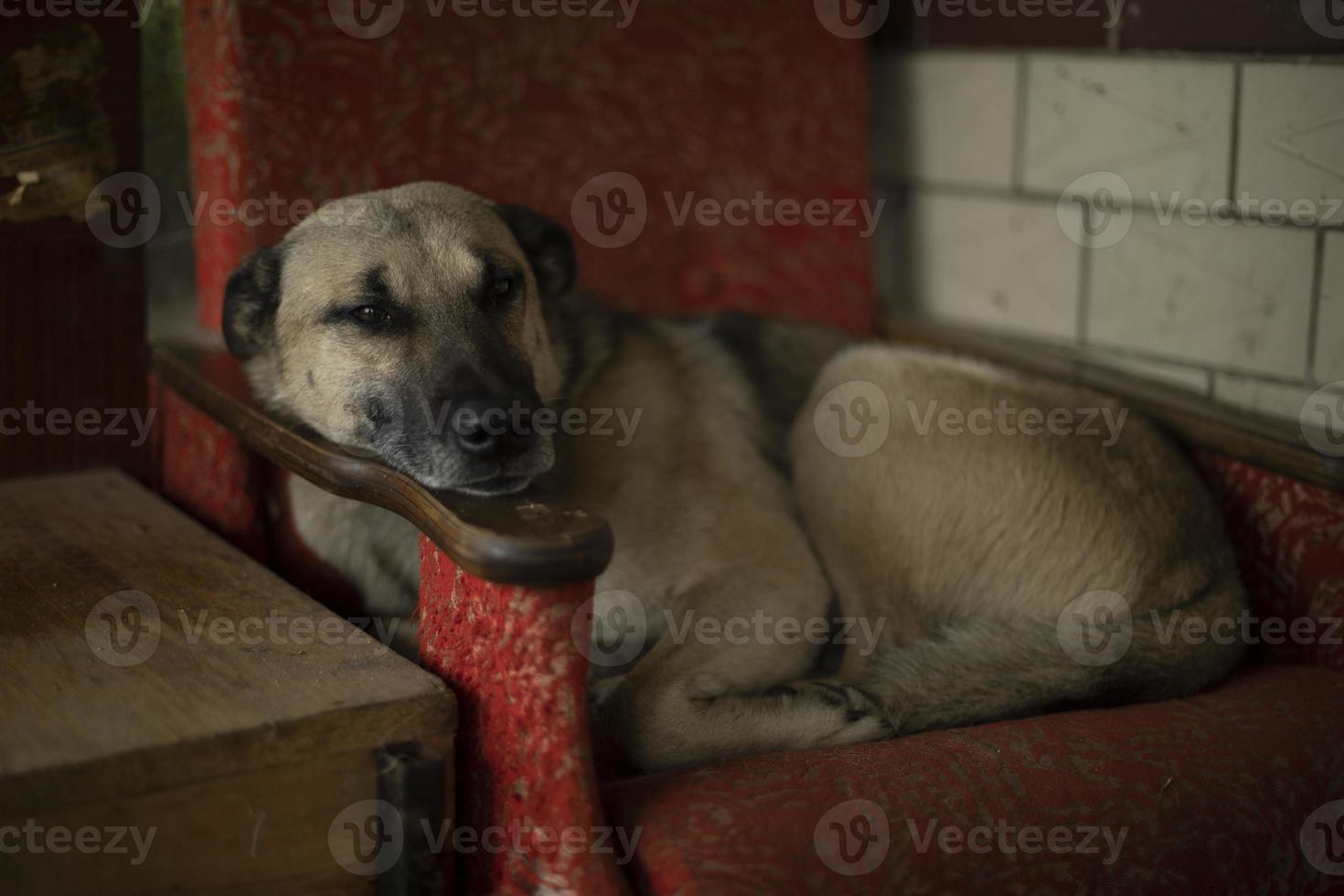 cão dorme na cadeira. cão vadio no abrigo. animal de estimação descansa. foto