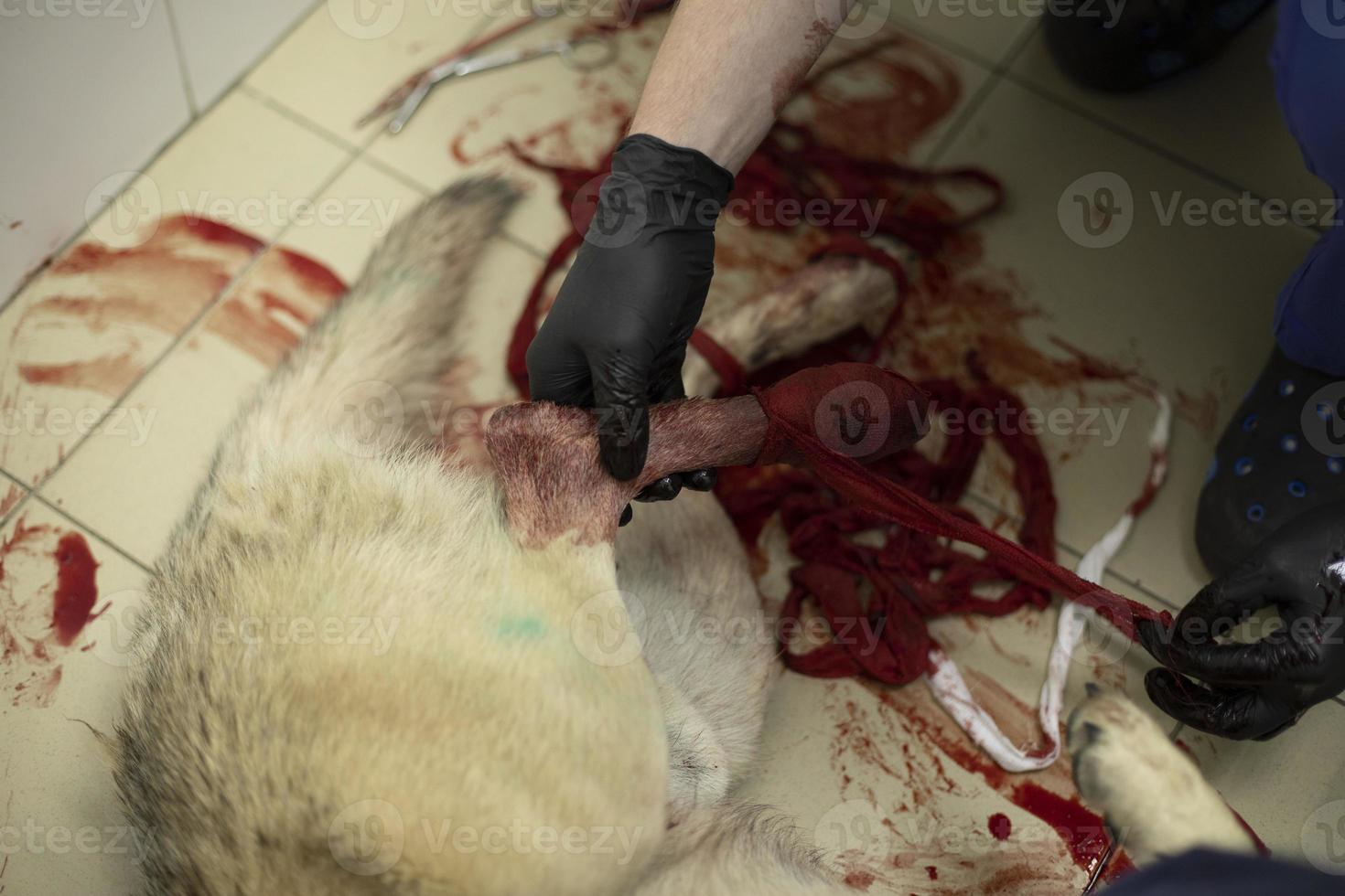 tratamento canino. pata dobrada. sangue de estimação. veterinário em luvas. foto