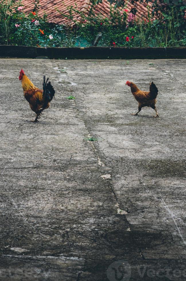 lindo galo em pé na grama em background.rooster verde natureza turva vai cantar. foto