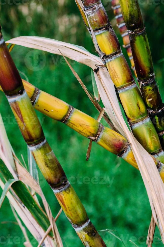 close-up cana-de-açúcar, cana-de-açúcar fresca para extrair o suco foto