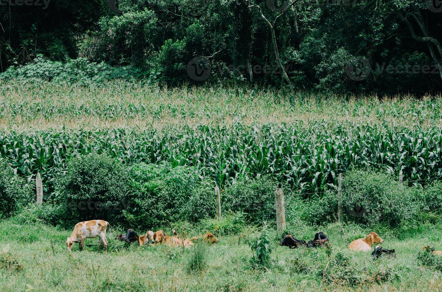 bovino nelore em fazenda em minas gerais brasil foto