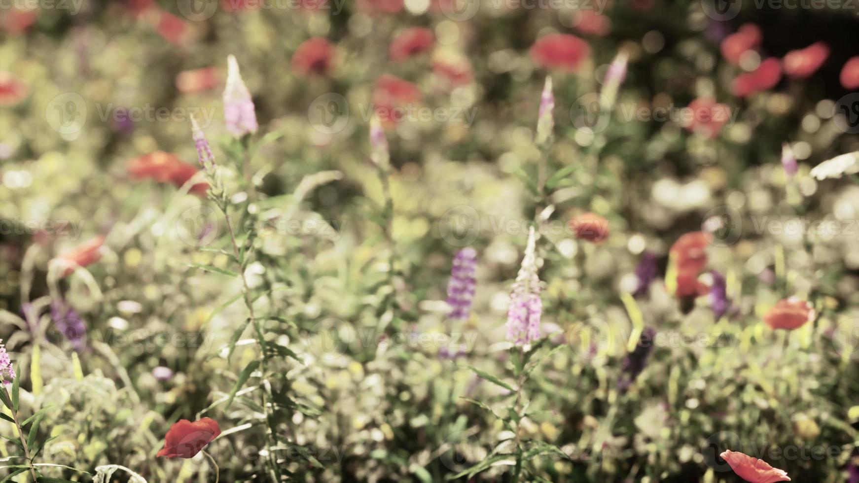 jardim de flores silvestres com papoulas com luz solar matinal foto
