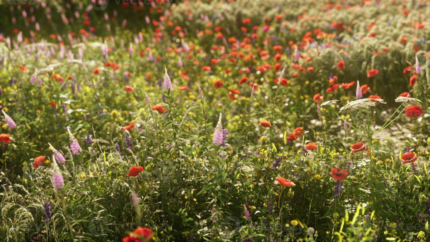 prado de verão florido multicolorido com flores de papoula rosa vermelhas foto