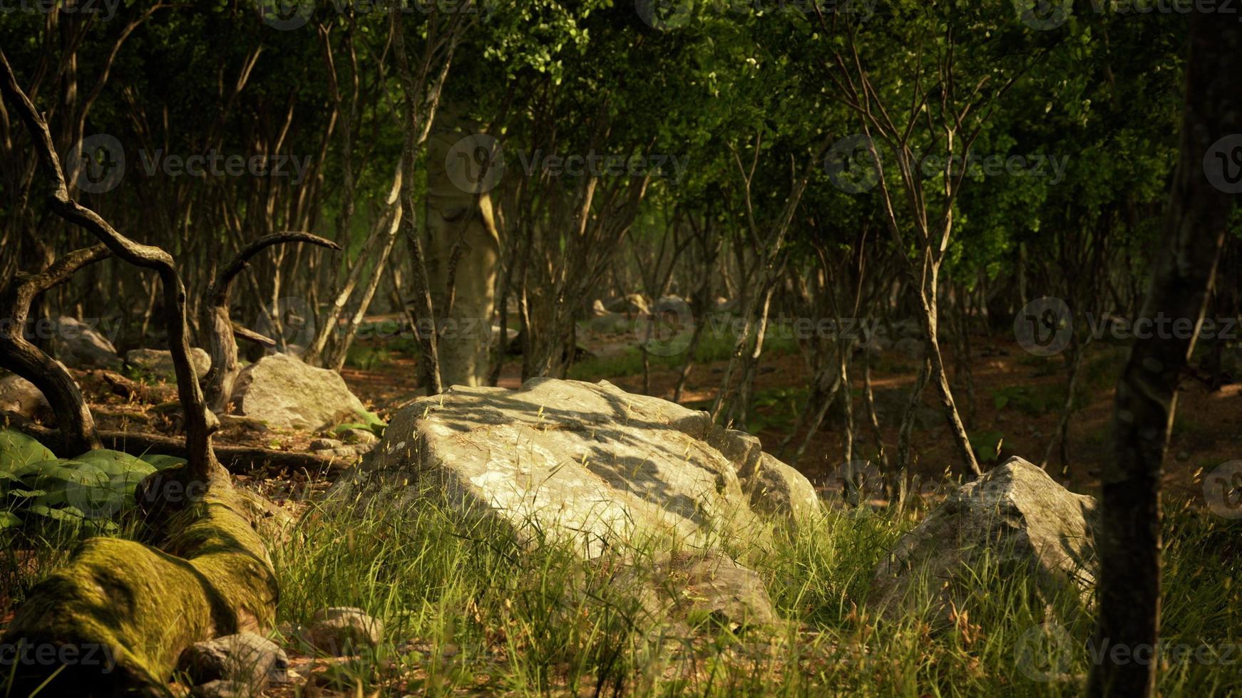 bela floresta de verão com árvores diferentes foto