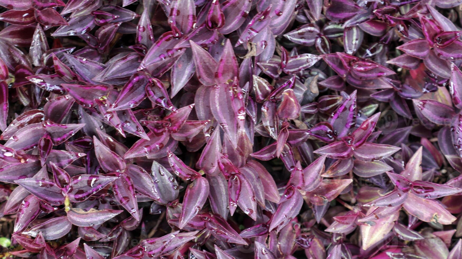 grupo de inchplant roxo ou tradescantia zebrina purpusii. foto