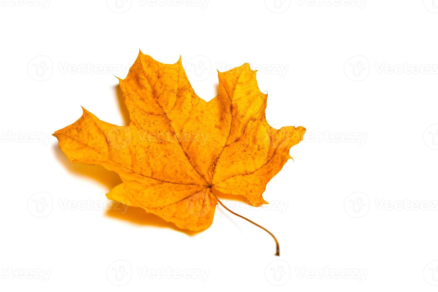 folha de outono de bordo vermelho isolada no fundo branco foto