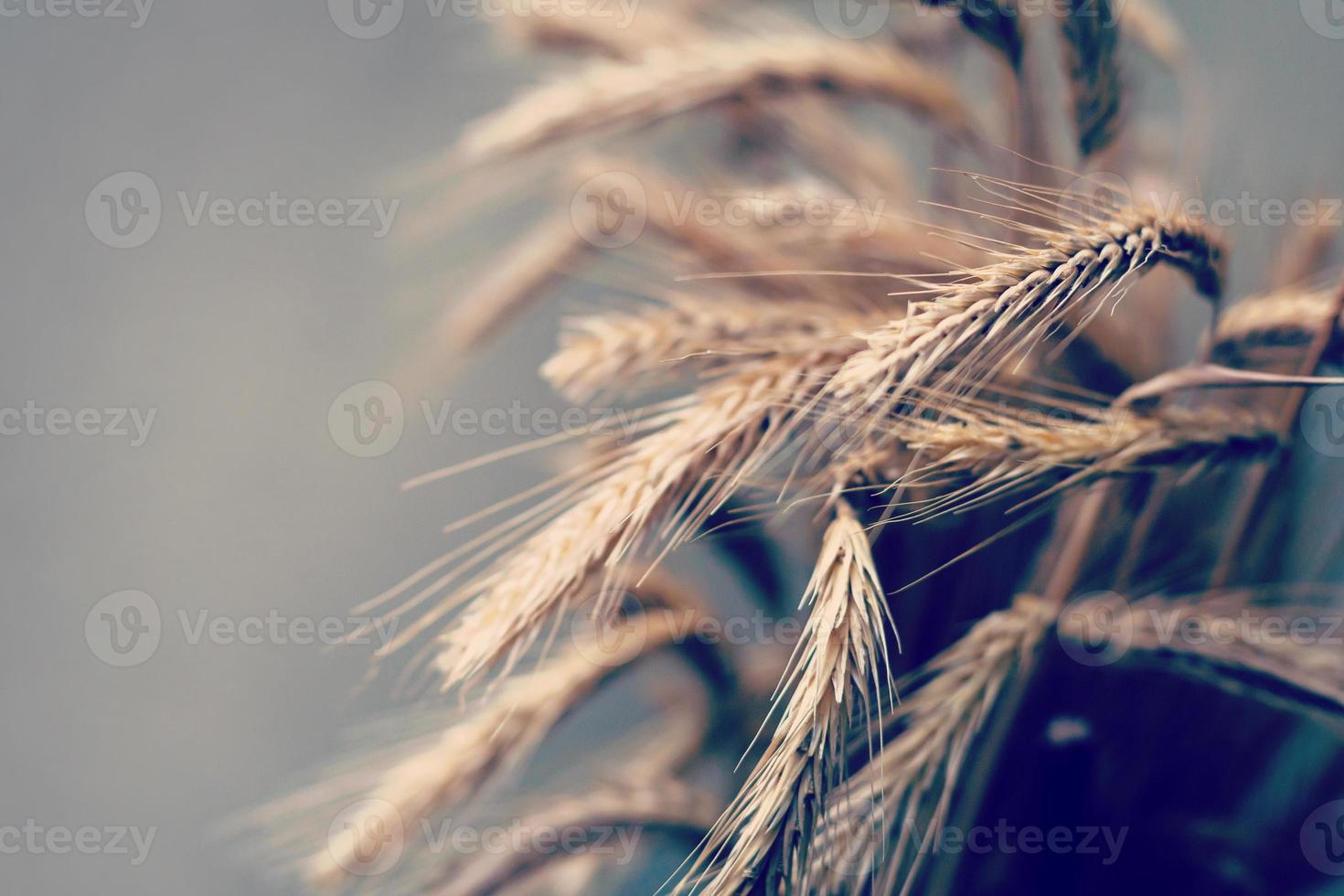 espigas de trigo amarelo em um fundo cinza escuro foto