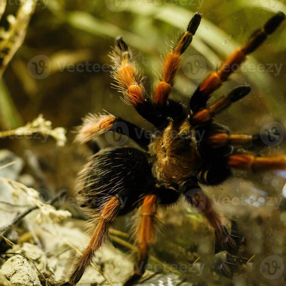 uma enorme aranha, close-up de tarântula golias comedora de pássaros foto
