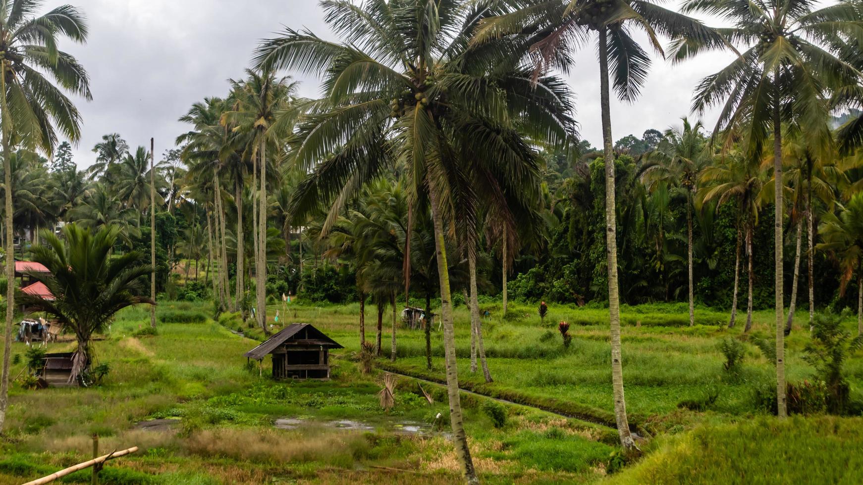 uma pequena cabana no meio de um arrozal foto