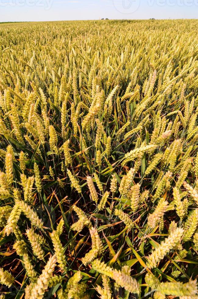 vista de um campo de trigo foto