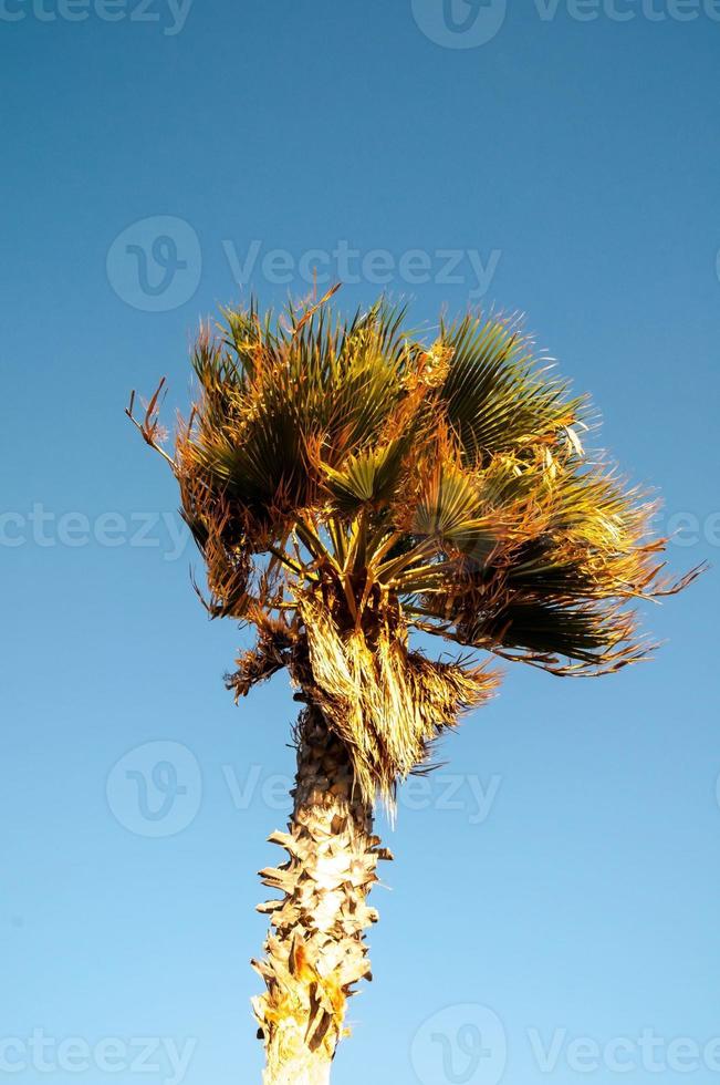 visão da palmeira foto