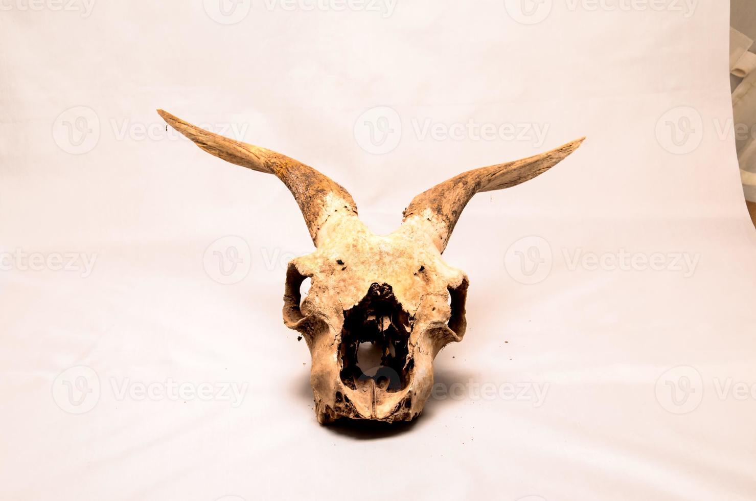 close-up de crânio de carneiro foto