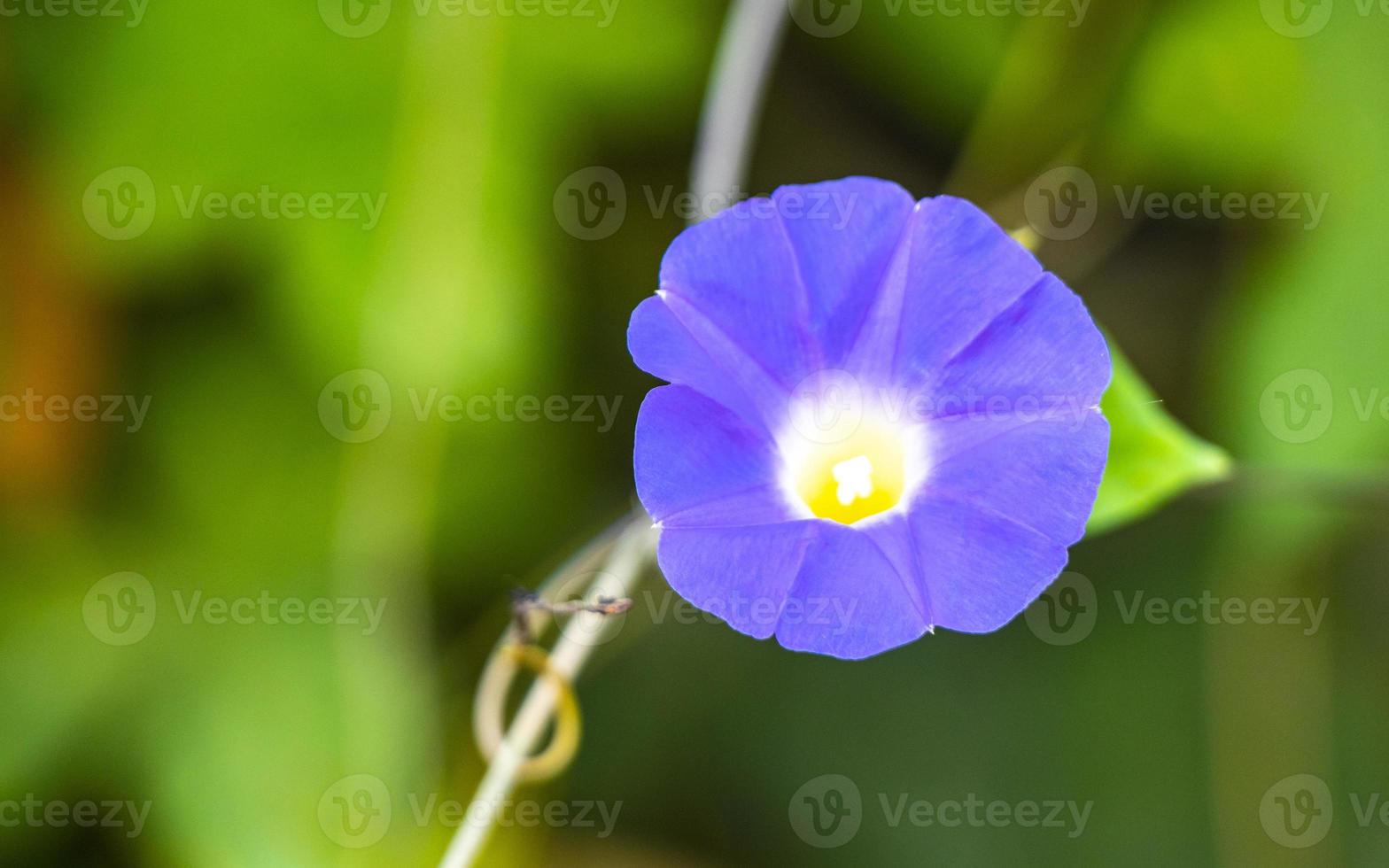 bela flor de planta ipomeia ao amanhecer na floresta méxico. foto