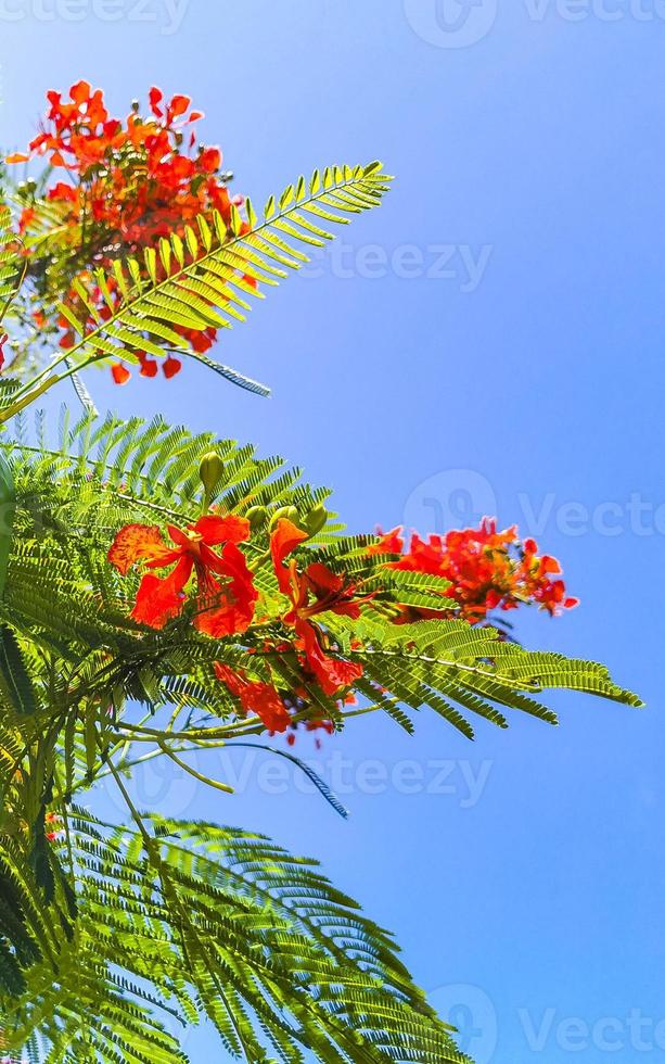 lindos tropicais flame tree vermelhos flowerses flamboyant delonix regia mexico. foto