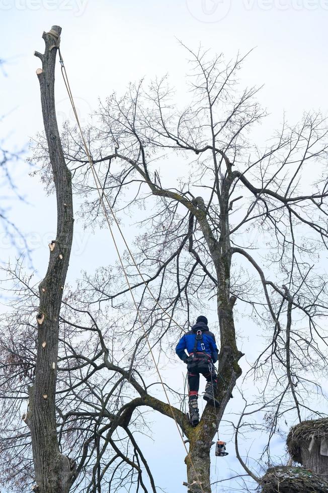 um arborista ou lenhador fica em cima de uma grande árvore para cortá-la, uma perigosa árvore seca e grande. foto