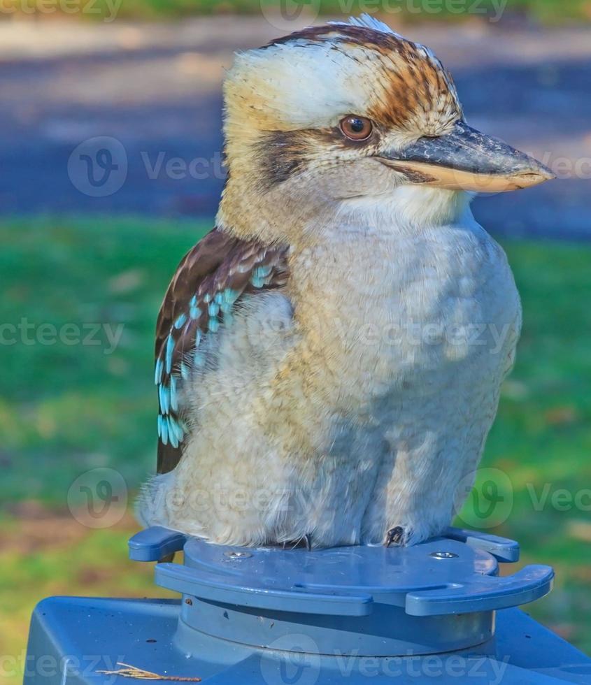 retrato de um kookaburra sentado tirado na austrália foto