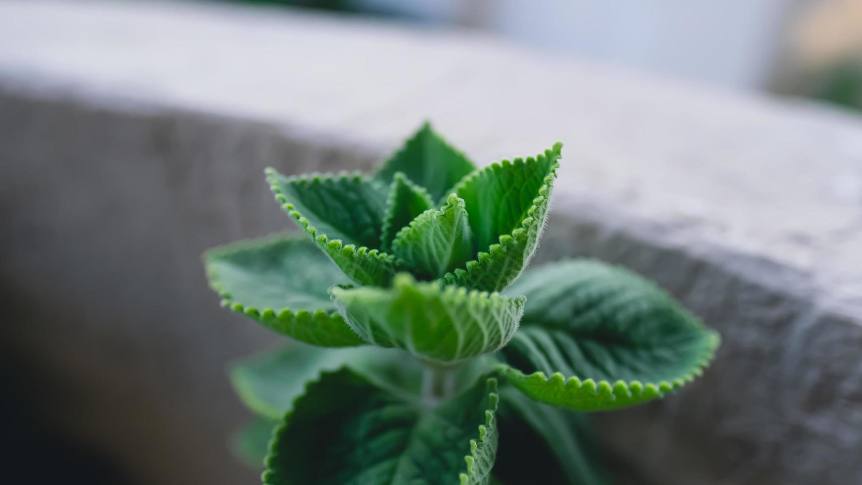 planta verde em fotografia de perto foto