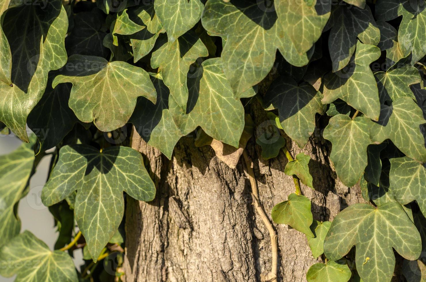 folhas de hera verde em uma árvore de perto foto