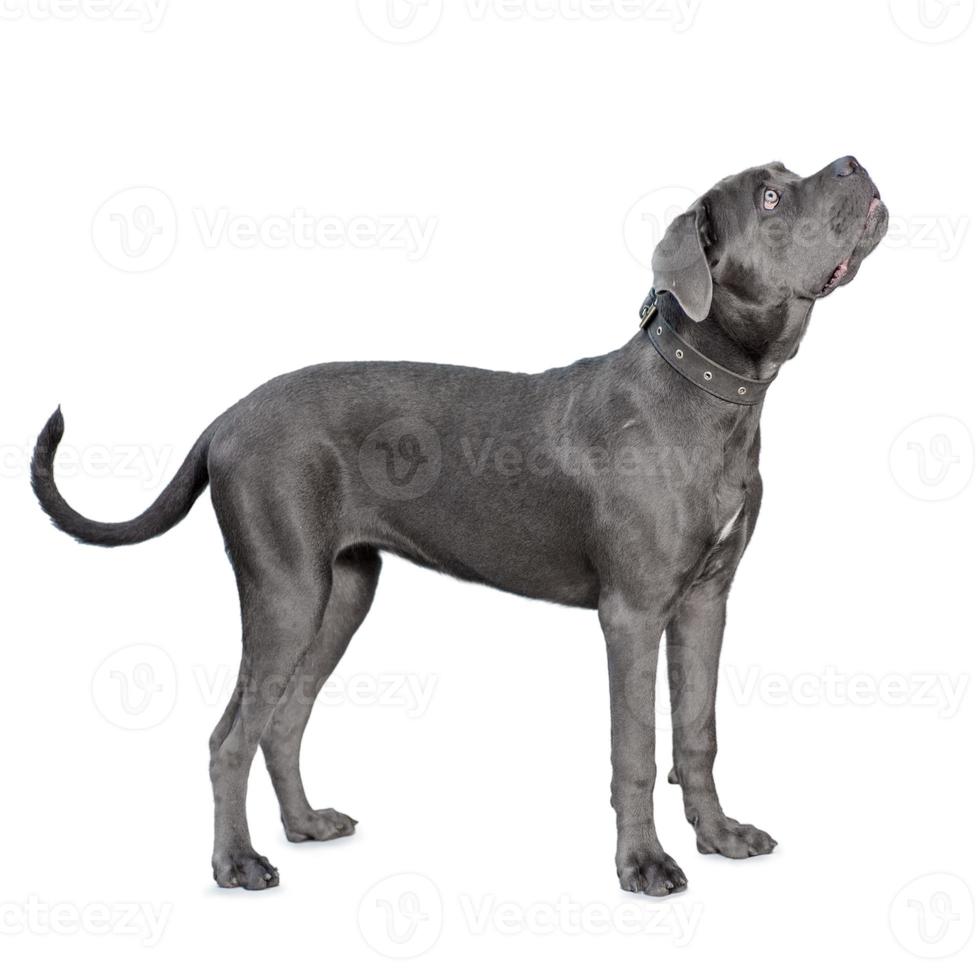 um cachorro cane corso isolado no fundo branco foto