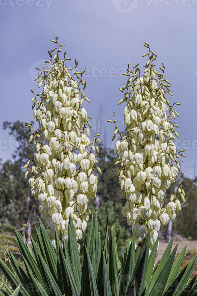 feche a foto de uma flor silvestre na ilha portuguesa da madeira no verão