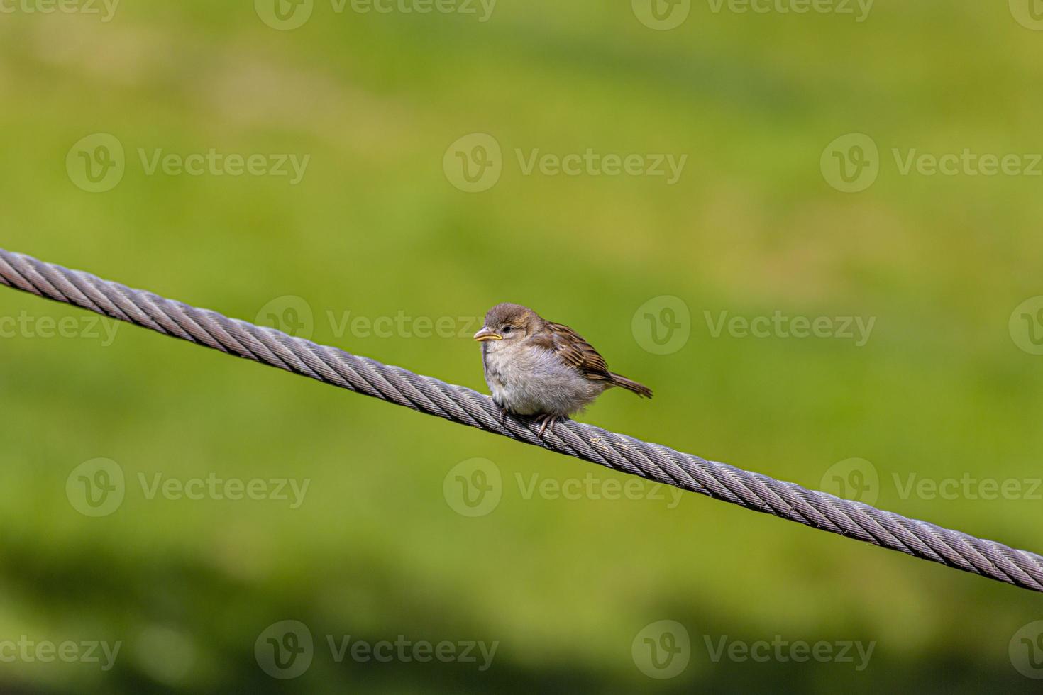 imagem de um pequeno pardal sentado em um cabo de aço e observando a área foto