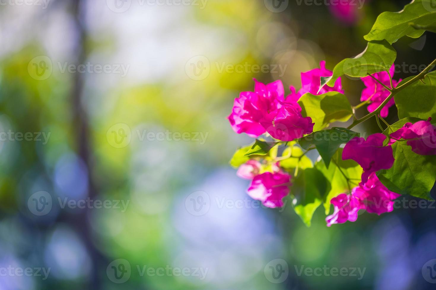 flor de buganvílias no parque em bokeh de fundo desfocado. flor exótica e vista da natureza foto