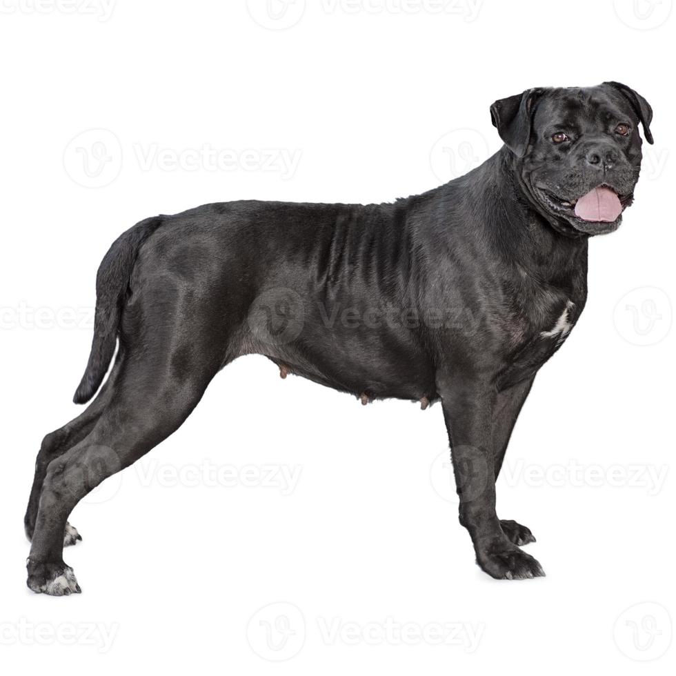 um cachorro cane corso isolado no fundo branco foto