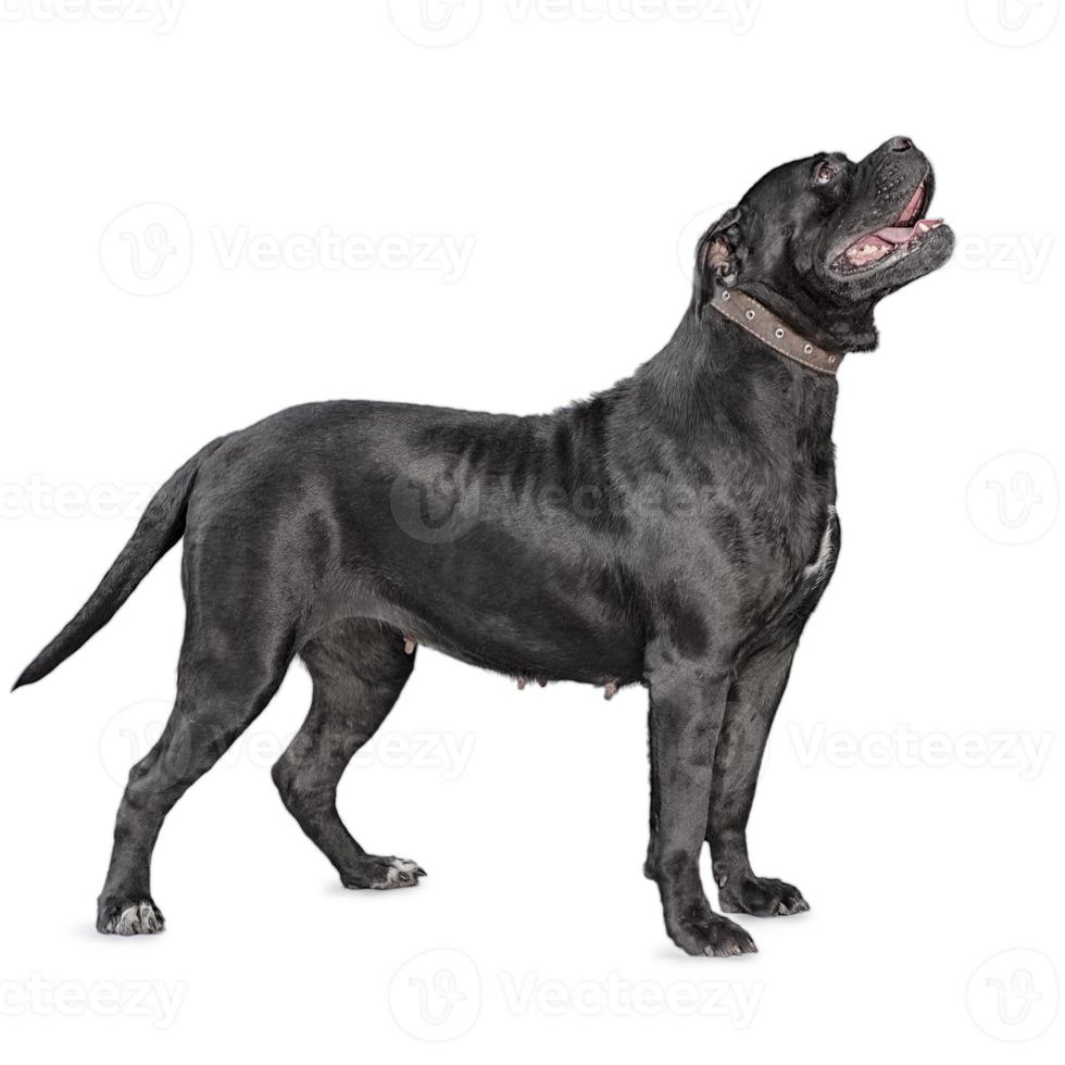 um cachorro cane corso isolado no fundo branco foto