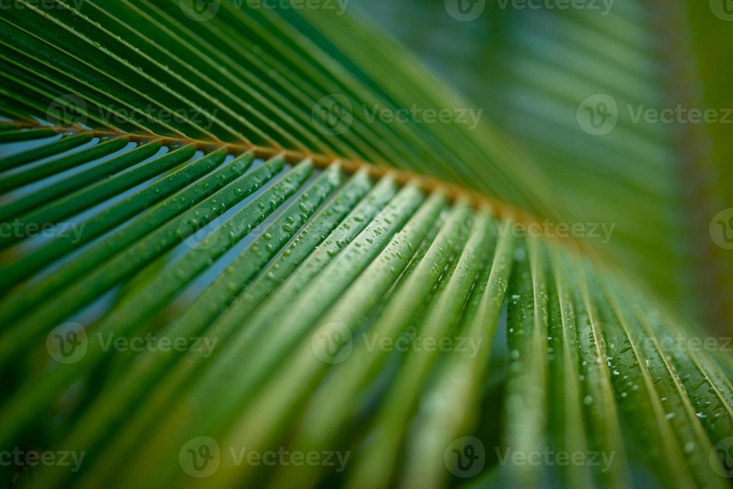 bela folha de palmeira com gota de água e dof raso como fundo artístico desfocado. paisagem tropical de folhas de palmeira. fundo de natureza mínima exótica, natureza pacífica foto