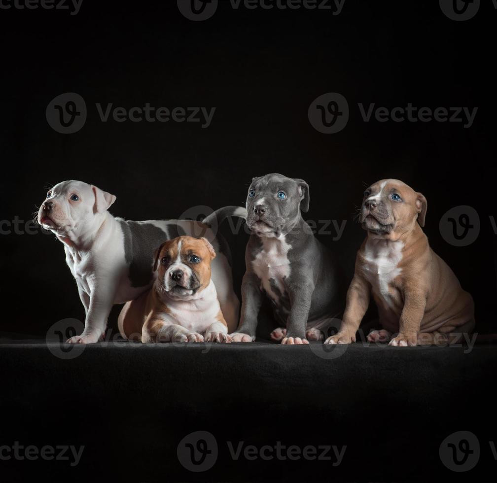 quatro cachorrinhos staffordshire terrier sentados em um fundo preto foto
