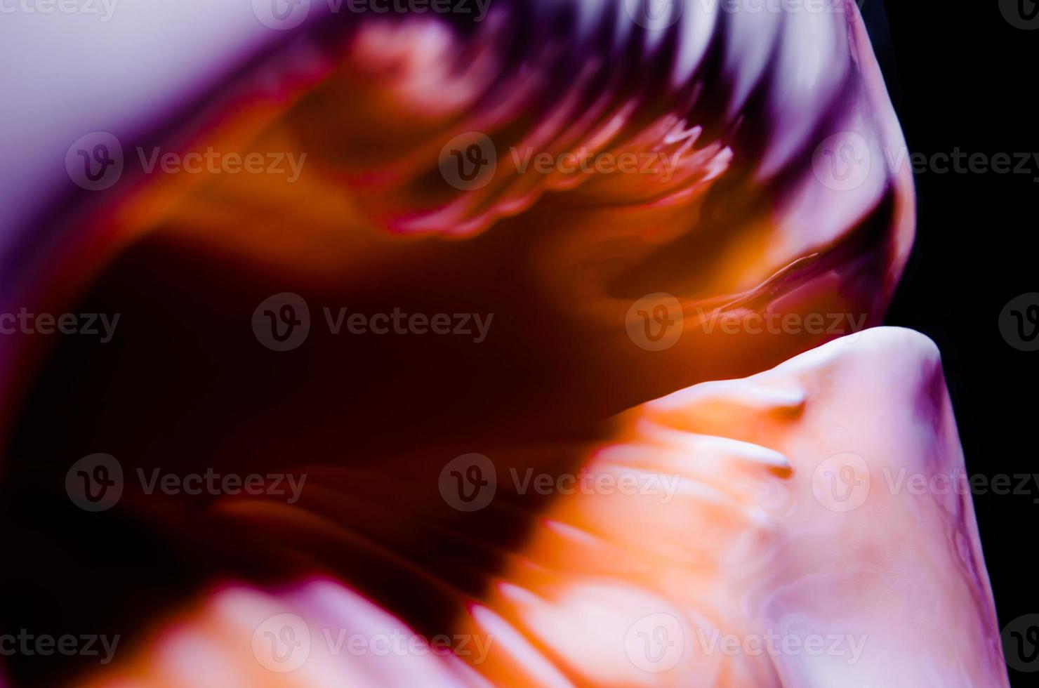 fragmento de uma grande concha oceânica textura abstrata laranja violeta com closeup de macro de buraco escuro foto