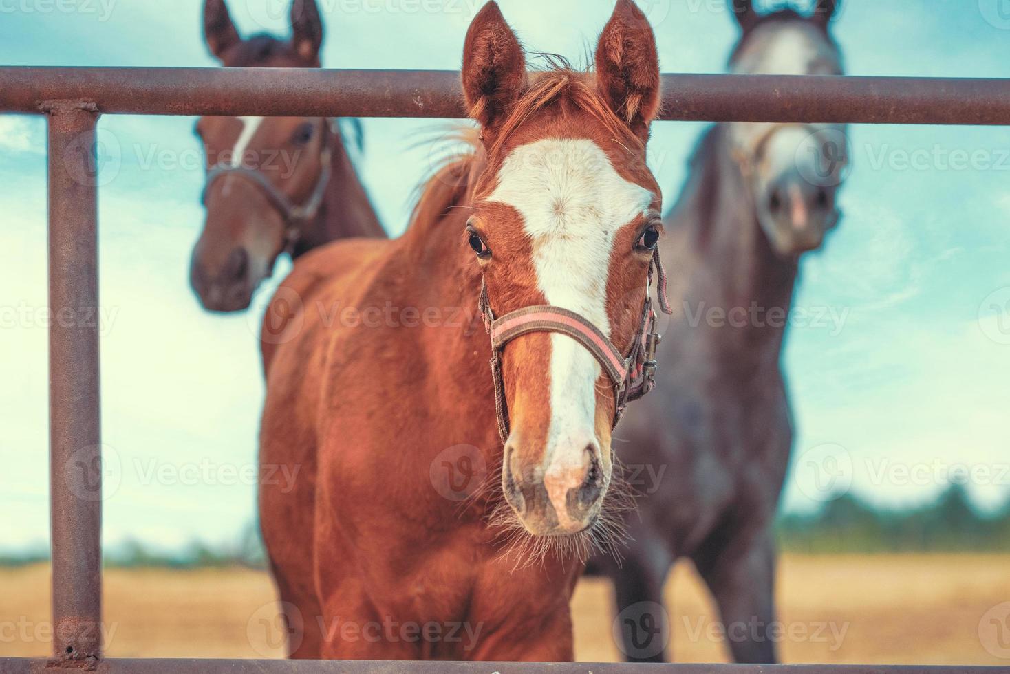 haras três cavalos em um paddock atrás de uma cerca foto