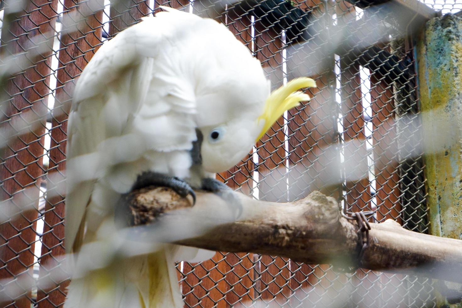 um papagaio eleonora que está empoleirado em sua gaiola enquanto limpa as penas de suas asas. foto