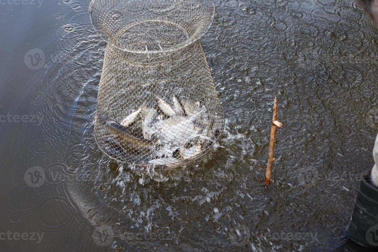 gaiola de malha de metal para peixes é instalada na água do rio perto da costa. foto