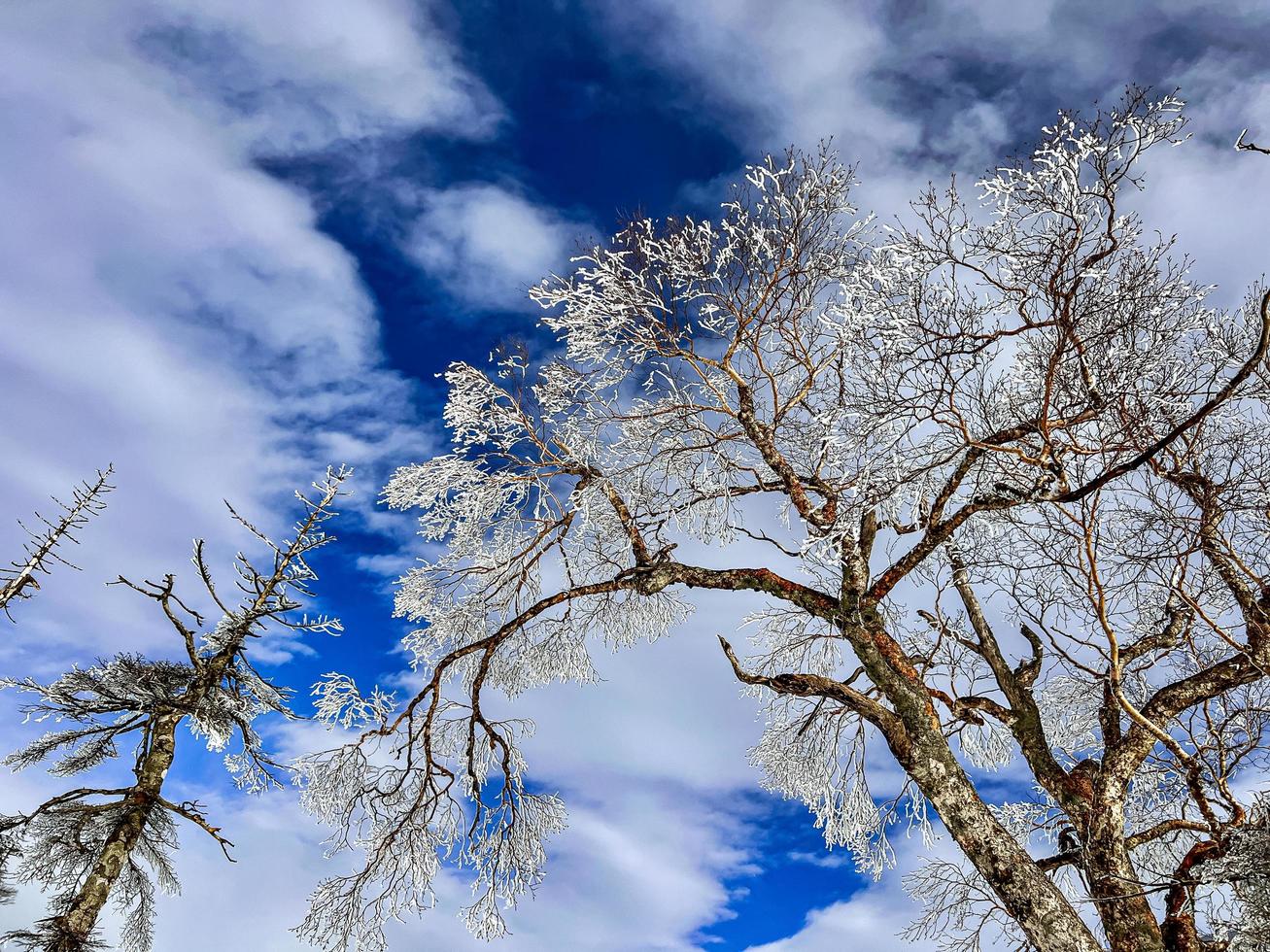 montanha com árvores cobertas de neve foto