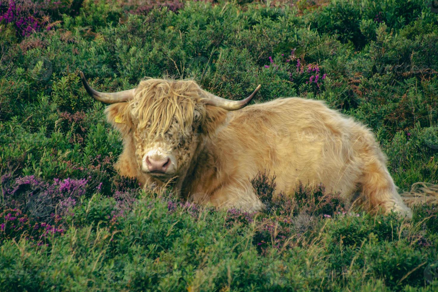 gado das terras altas nas terras altas escocesas foto