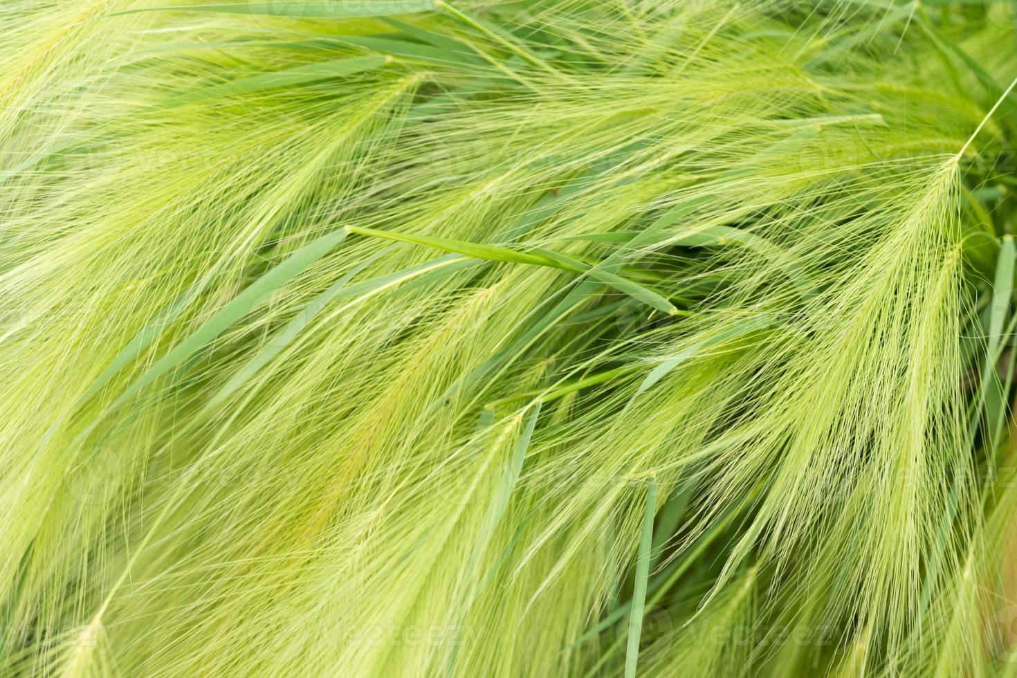 orelhas verdes fecham balançando ao vento foto