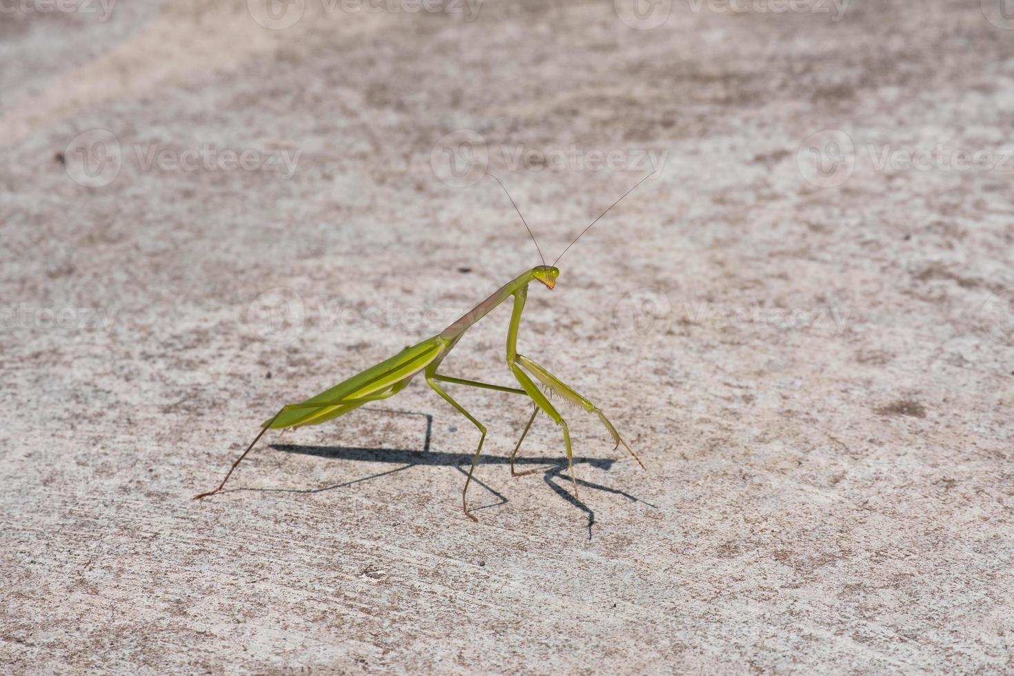 jovem mantis verde gafanhoto praga animal no chão de concreto. vida selvagem de insetos predadores com artrópode de antena longa. foto