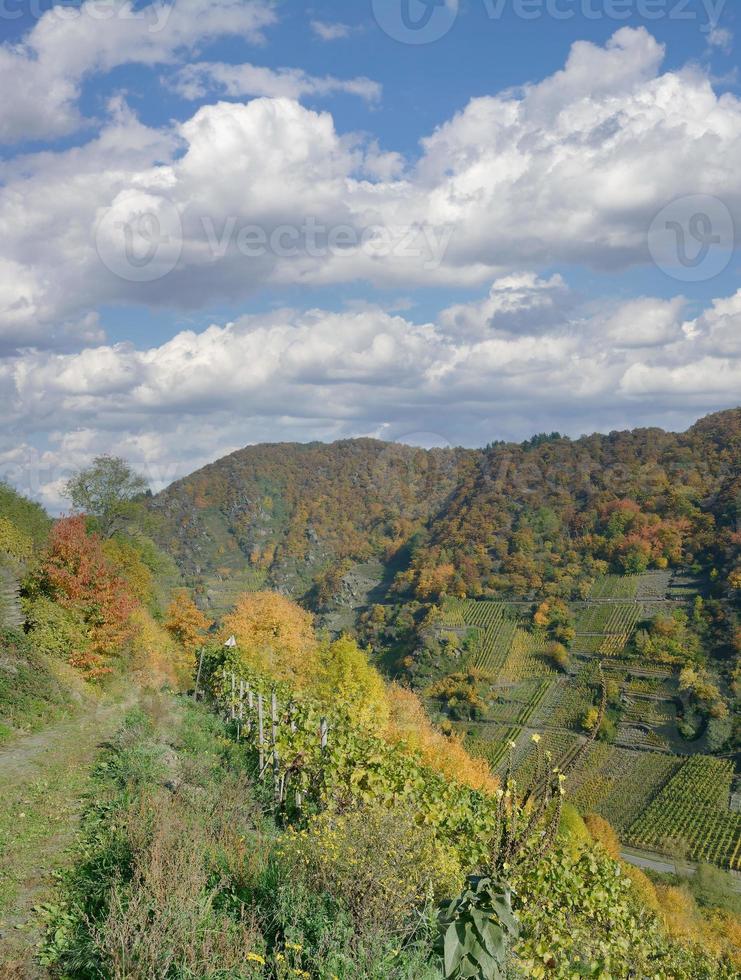 trilha na vinha, ahrtal perto de bad neuenahr-ahrweiler antes da inundação de 2021, alemanha foto