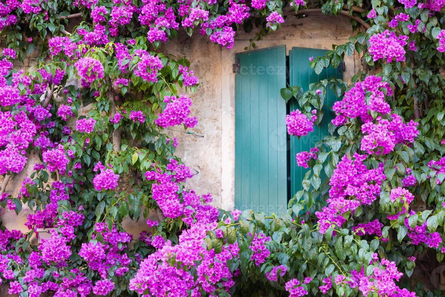 flor florescente de bouganville na decoração externa da temporada de verão da casa italiana com janela tradicional. foto