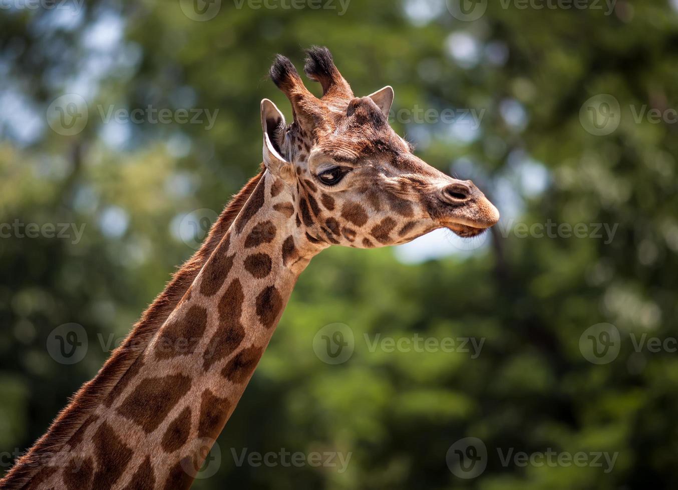 retrato de uma jovem girafa foto