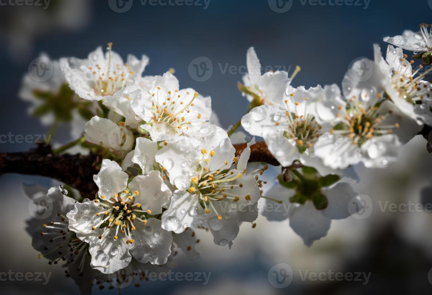 árvore de flores brancas depois da chuva foto