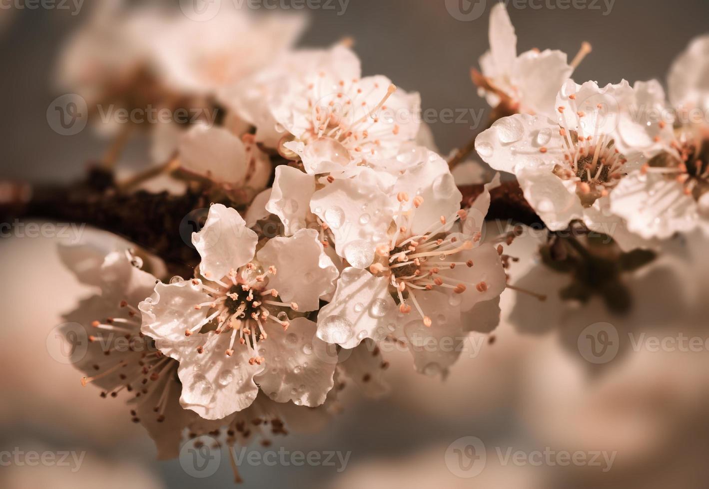 árvore de flores brancas depois da chuva foto