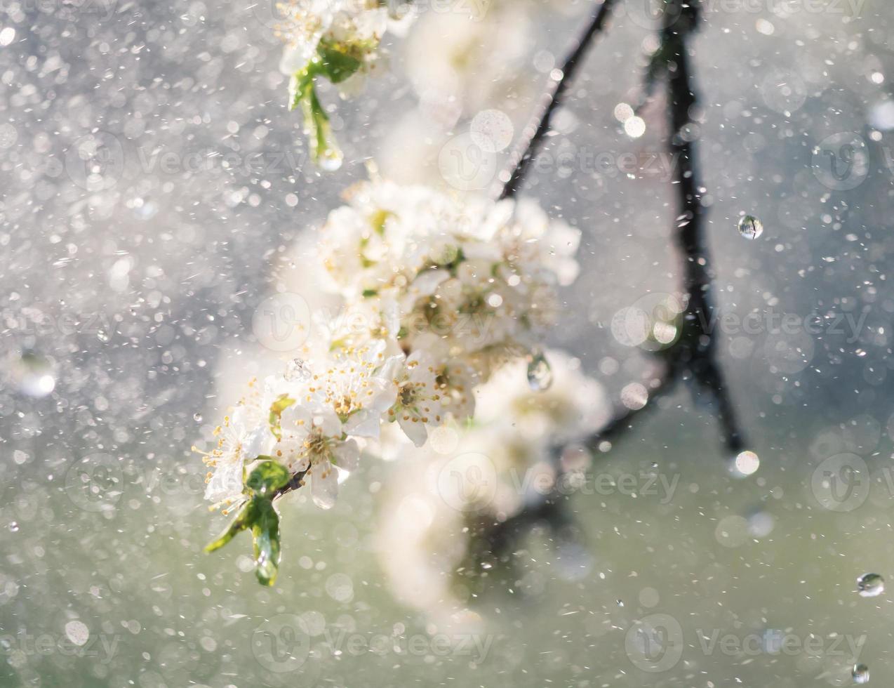 chuva de primavera no jardim foto