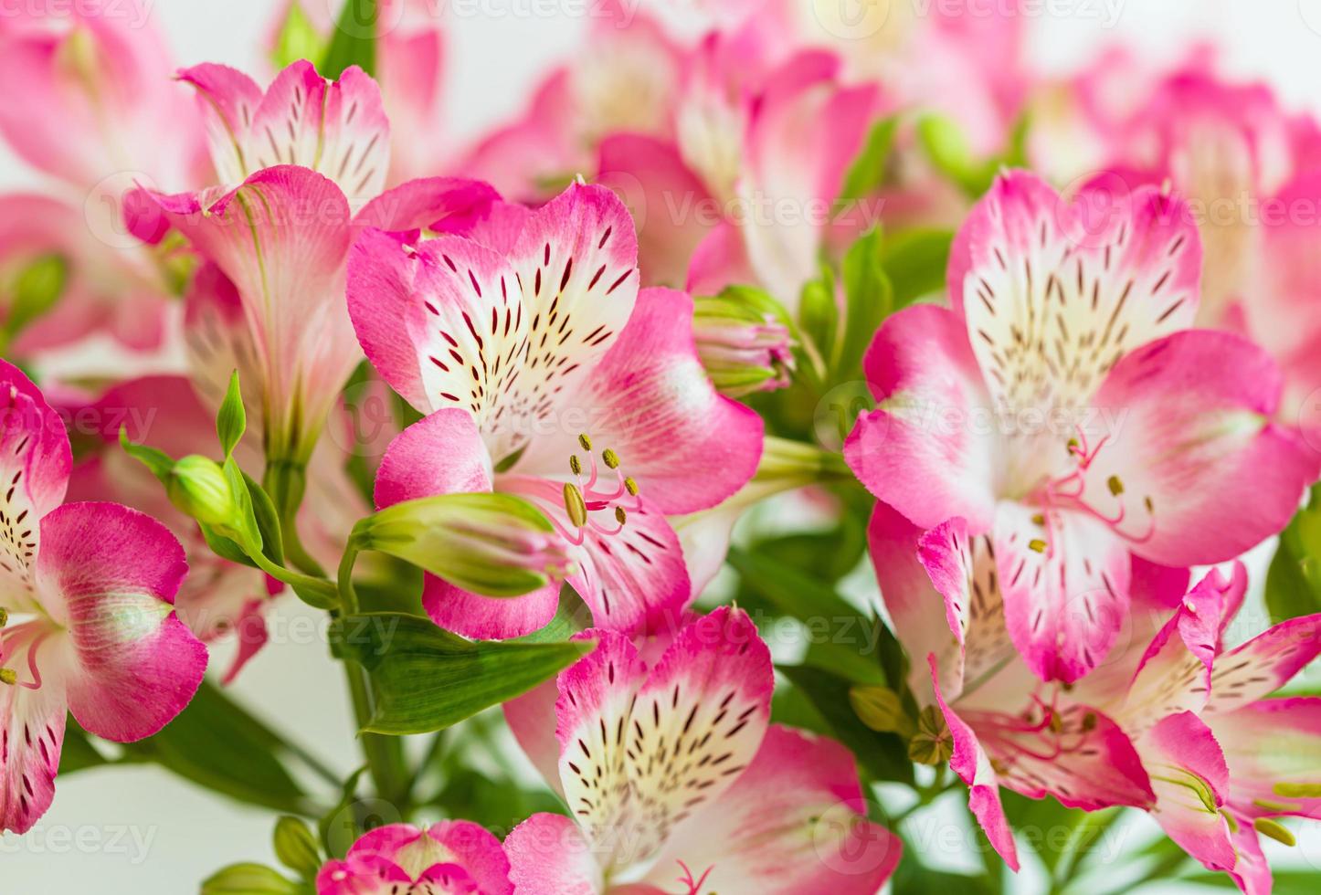 fundo de flores de alstroemeria foto