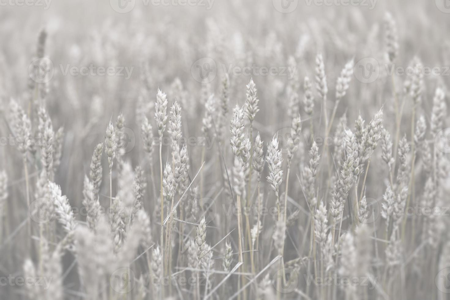 espigas de campo de trigo foto