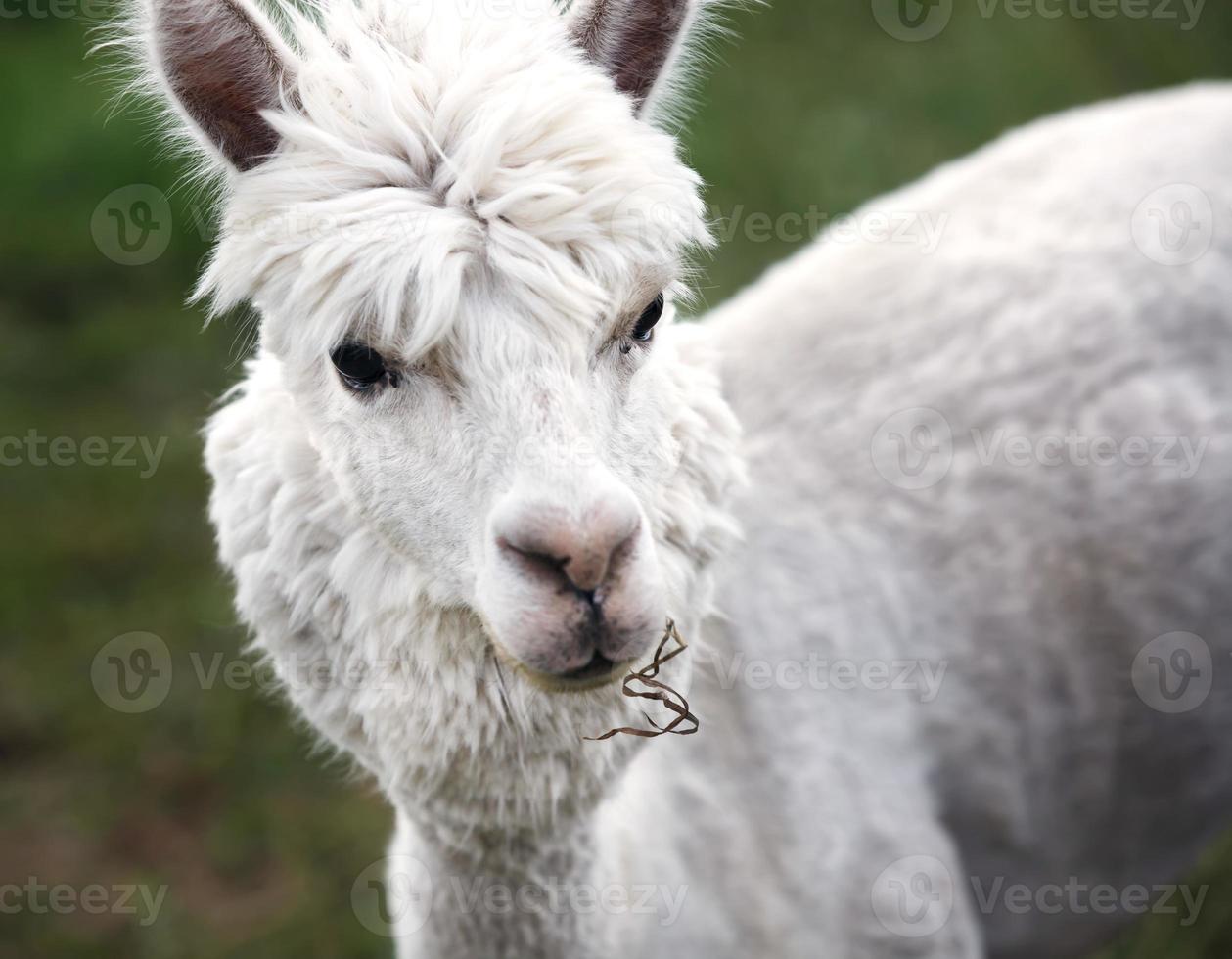 close-up de alpaca na fazenda foto