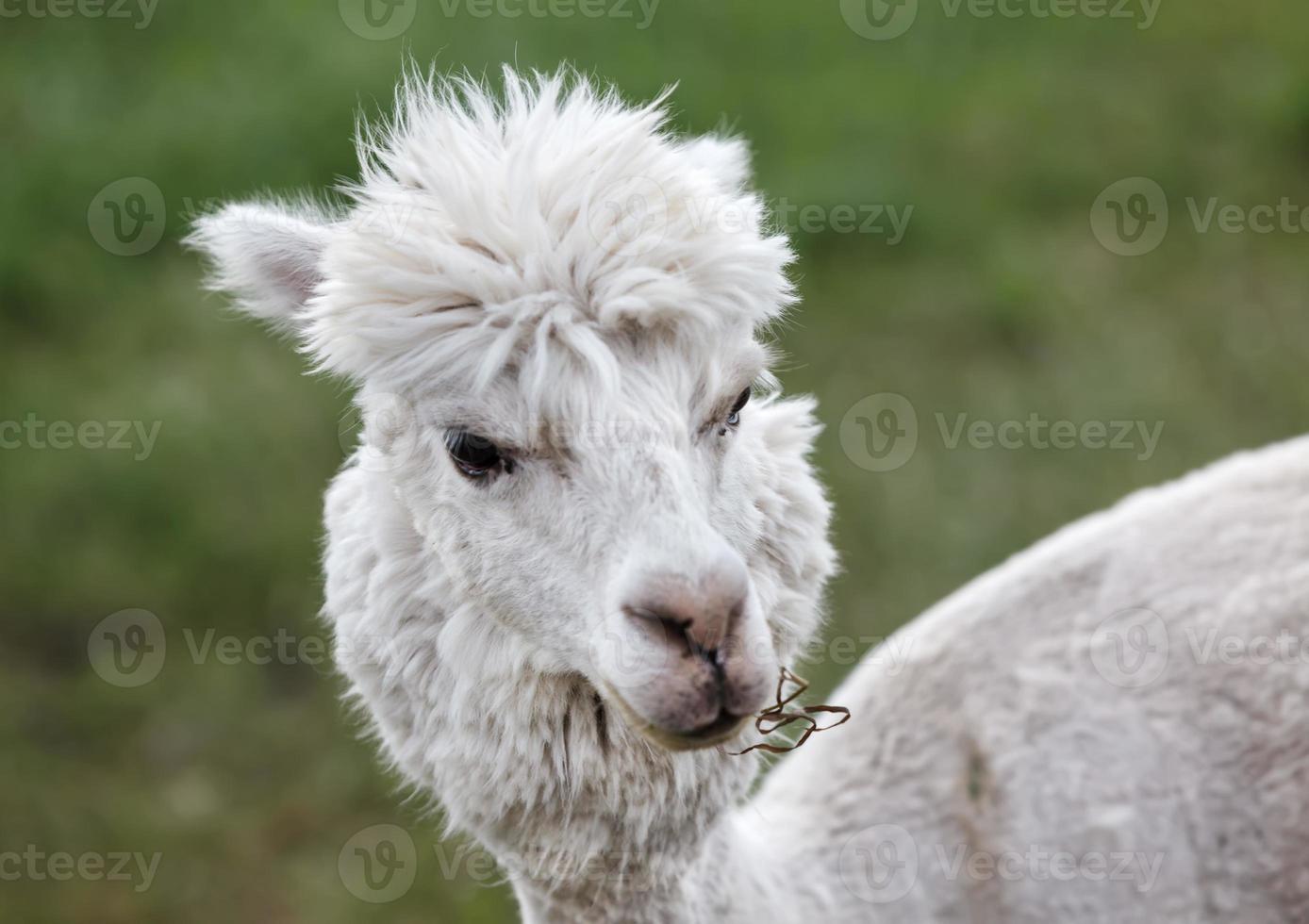 close-up de alpaca na fazenda foto