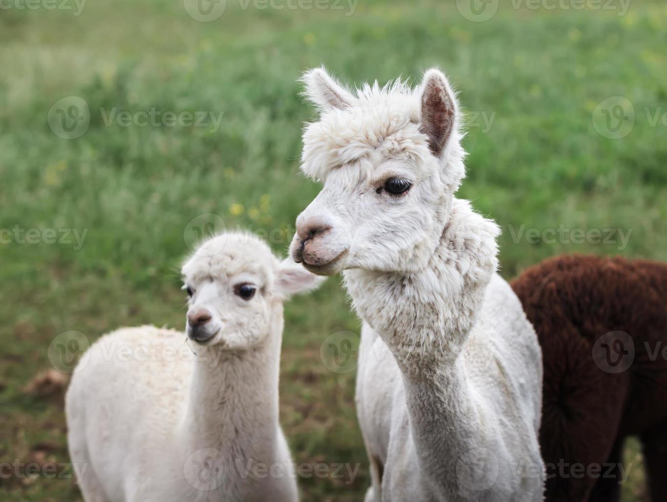 close-up de alpaca na fazenda foto