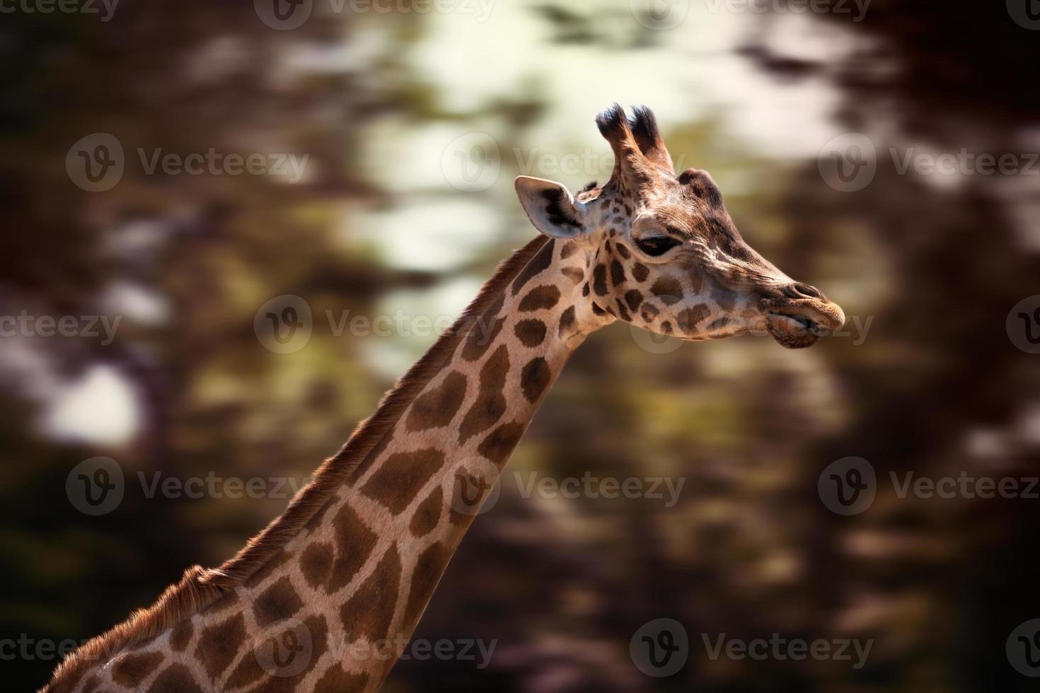 retrato de uma jovem girafa foto